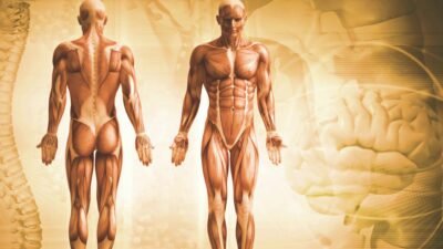 Suplementos para la recomposición corporal